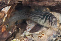 Omobranchus anolius